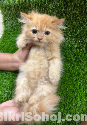 Persian Kittens for Sale – Male & Female